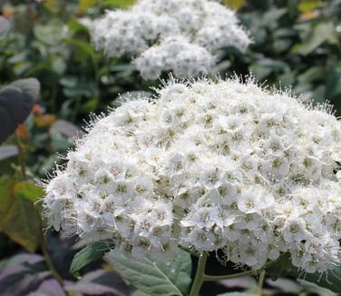 Spiraea media Double Play Blue Kazoo (Spring Meadow)