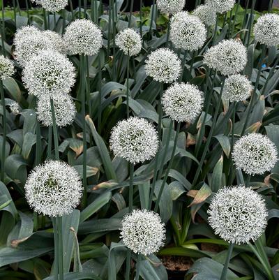 Allium stipitatum Mount Everest