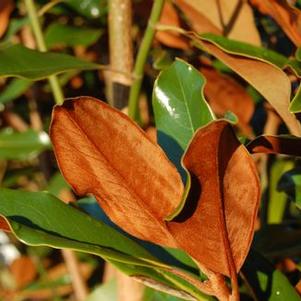 Magnolia grandiflora Kay Parris