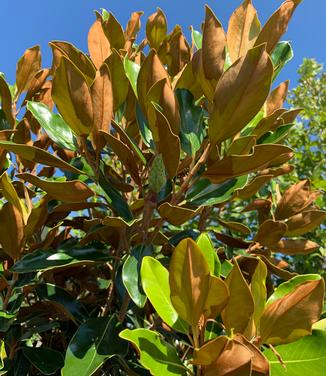 Magnolia grandiflora 'Little Gem'