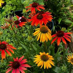 Echinacea purpurea Cheyenne Spirit