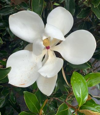 Magnolia grandiflora 'Little Gem'