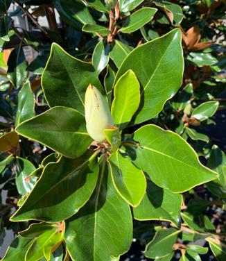 Magnolia grandiflora 'Little Gem'