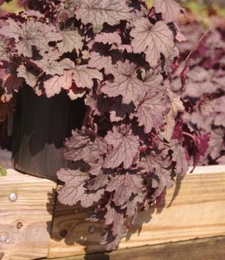 Heucherella x Plum Cascade