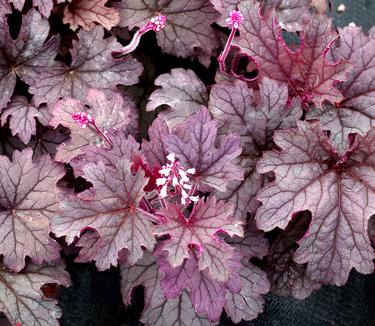 Heucherella x Plum Cascade (Terra Nova)