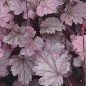 Heuchera x Stainless Steel