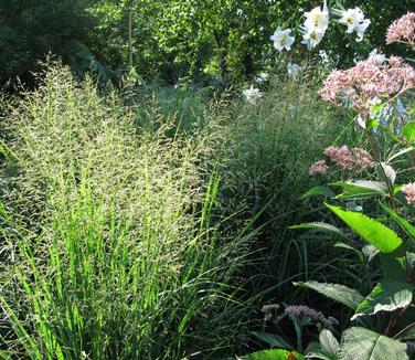 Panicum virgatum Summer Sunrise (Hoffman Nursery)