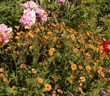 Geum x 'Totally Tangerine'