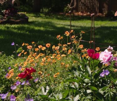 Geum x 'Totally Tangerine'