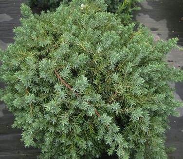 Juniperus conferta Blue Pacific