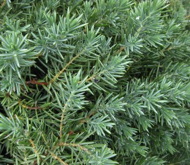 Juniperus conferta 'Blue Pacific' - Shore Juniper 