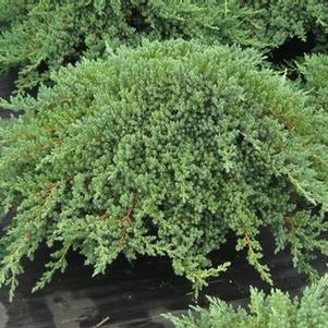 Juniperus procumbens Nana