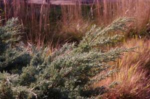 Juniperus virginiana Grey Owl