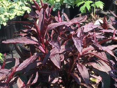  Lobelia cardinalis Black Truffle