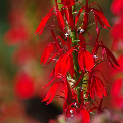 Lobelia cardinalis 