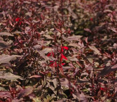 Lobelia cardinalis Black Truffle