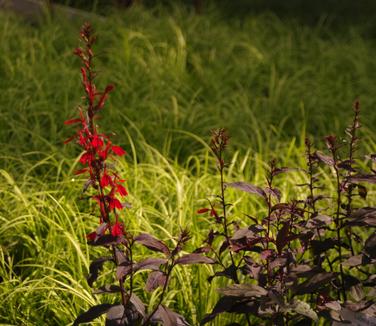 Lobelia cardinalis Black Truffle