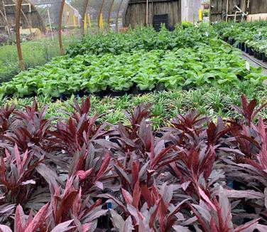 Lobelia cardinalis 'Black Truffle' - Cardinal Flower from Pleasant Run Nursery