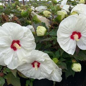 Hibiscus x Summerific® 'French Vanilla'