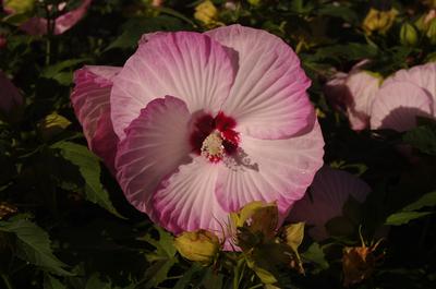 Hibiscus x Summer in Paradise