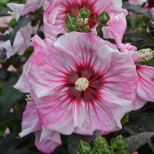 Hibiscus x Summerific® 'Cherry Choco Latte'