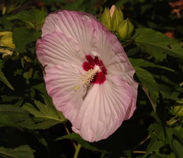 Hibiscus x Summerific Ballet Slippers - Common Mallow from Pleasant Run Nursery