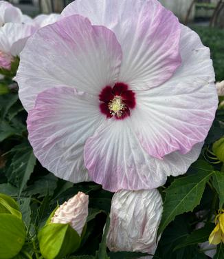 Hibiscus x Summerific® 'Ballet Slippers' - Rose Mallow from Pleasant Run Nursery