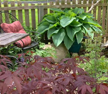 Hosta 'Empress Wu' - Plantain Lily from Pleasant Run Nursery