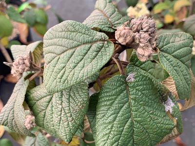 Viburnum x rhytidophylloides 'Alleghany' - Lantanaphyllum Viburnum from Pleasant Run Nursery