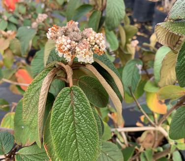 Viburnum x rhytidophylloides 'Alleghany' - Lantanaphyllum Viburnum from Pleasant Run Nursery