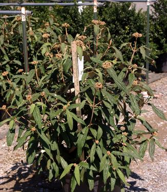 Viburnum rhytidophyllum