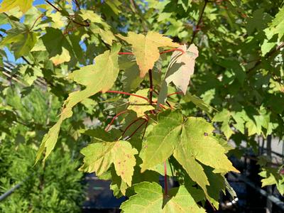 Acer rubrum Redpointe