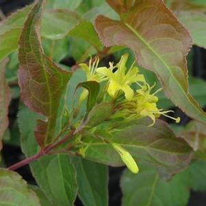 Diervilla lonicera Copper