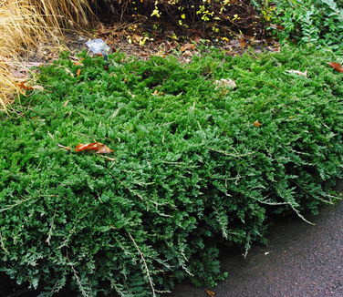 Juniperus horizontalis Wiltoni