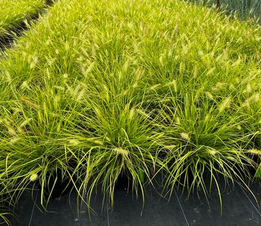 Pennisetum alopecuroides Lumen Gold - Fountain Grass from Pleasant Run Nursery