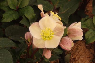 Helleborus x ballardiae HGC 'Cinnamon Snow'