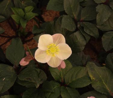 Helleborus x ballardiae HGC 'Cinnamon Snow'