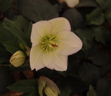Helleborus x glandorfensis HGC 'Ice N' Roses White'