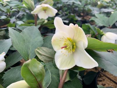 Helleborus x glandorfensis HGC 'Ice N' Roses White'