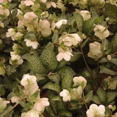 Helleborus x Frostkiss® 'Molly's White'