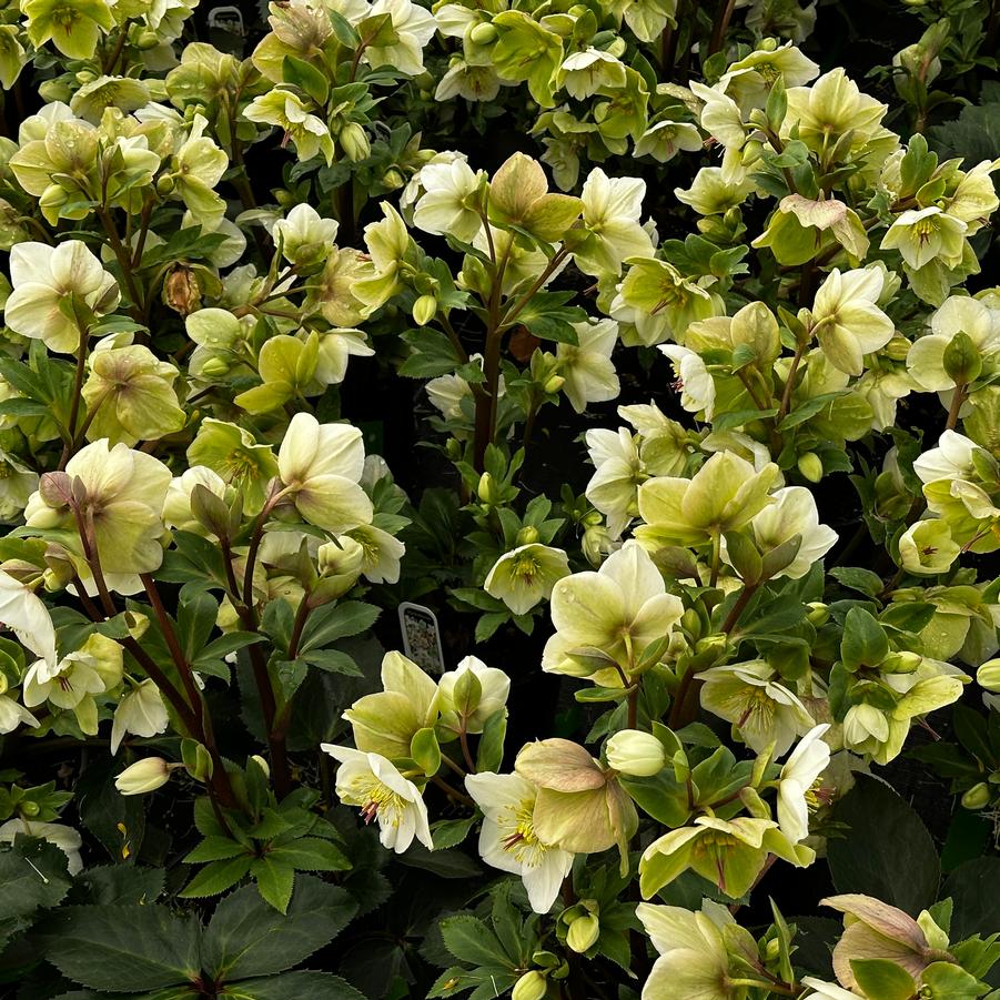 Helleborus x glandorfensis HGC� Ice N' Roses� 'White' - Hybrid Hellebore from Pleasant Run Nursery