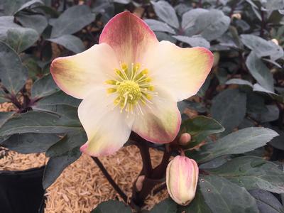 Helleborus x ballardiae HGC 'Mahogany Snow'