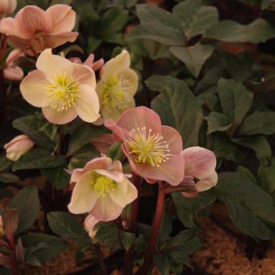 Helleborus x ballardiae HGC® 'Cinnamon Snow'