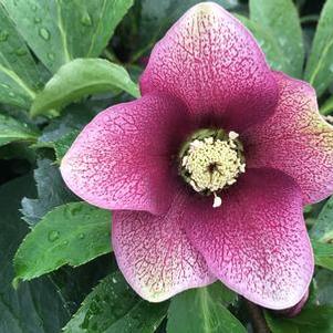 Helleborus x Royal Heritage™ 'Strain'