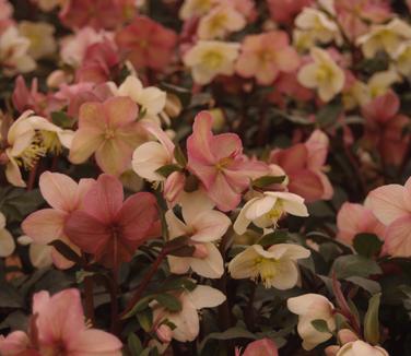 Helleborus x ballardiae HGC 'Mahogany Snow'