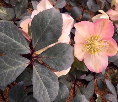 Helleborus x ballardiae HGC 'Mahogany Snow'