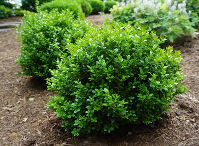 Buxus microphylla Little Missy (Photo: Saunders)