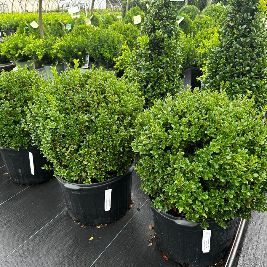 Buxus microphylla Little Missy (Photo: Saunders)