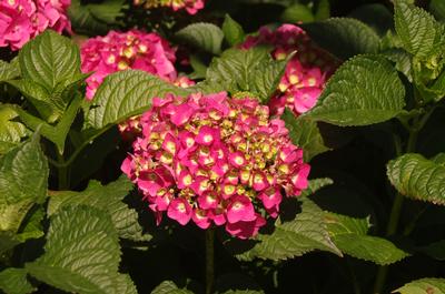 Hydrangea macrophylla Summer Crush