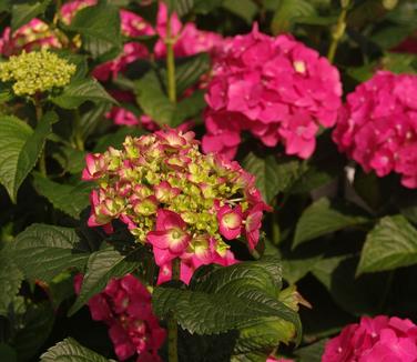 Hydrangea macrophylla Summer Crush